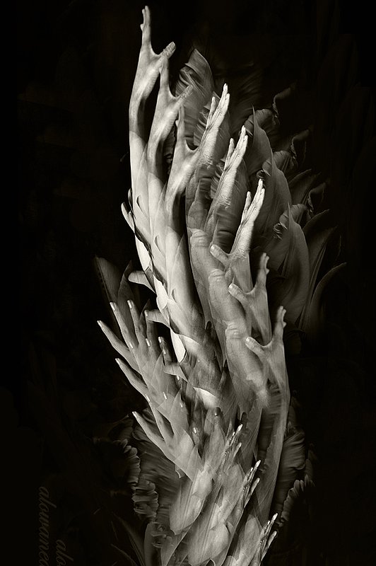 Blooming 2.jpg