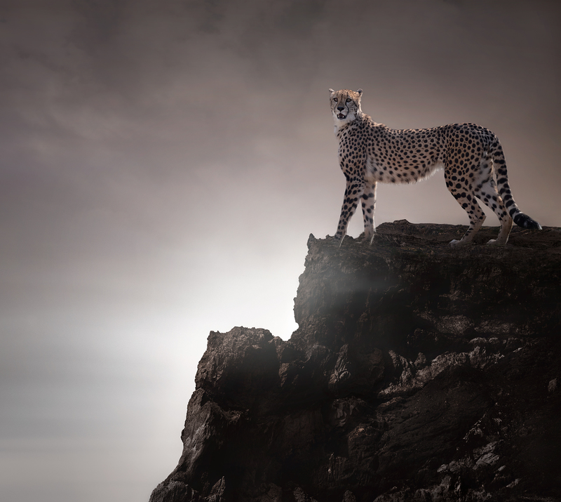 Cheetah on the cliff.jpg :: Cheetah
