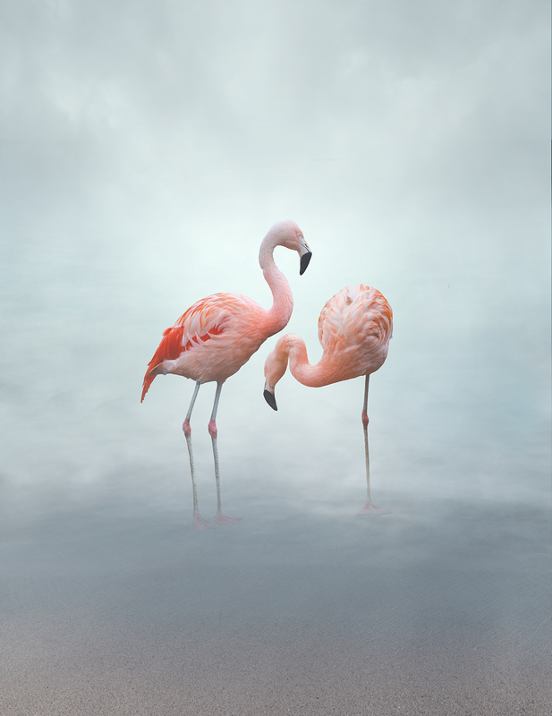 Flamingos.jpg