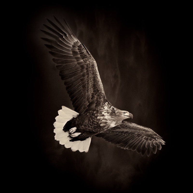 Flying-Eagle1.jpg