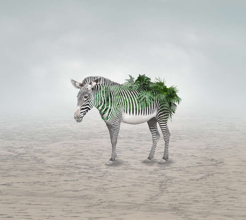 Green Zebra.jpg
