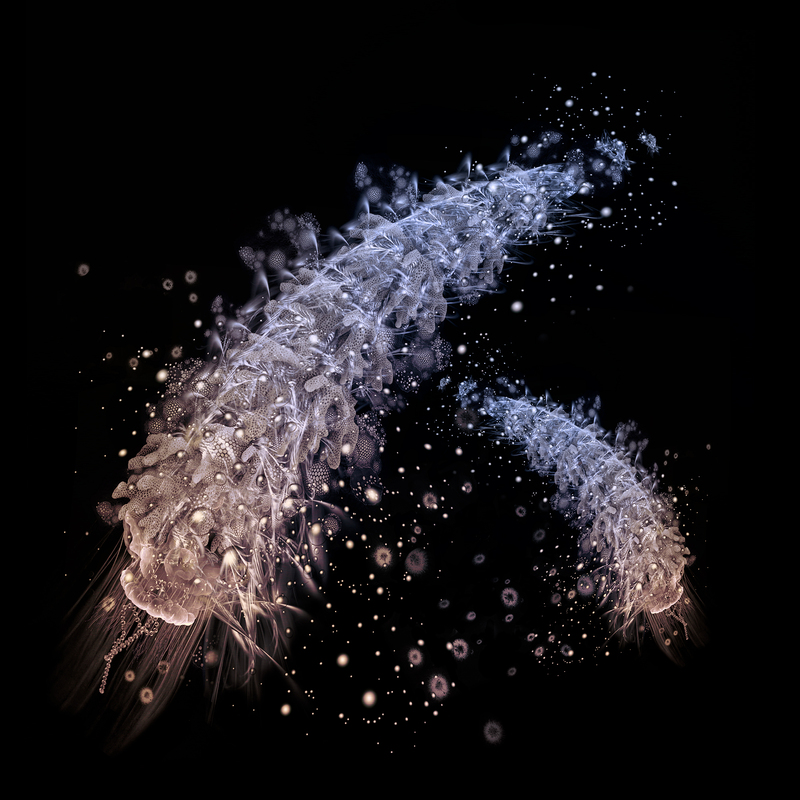 H.jpg :: Like the ecology of jellyfish, it replicates itself from the tip of the body.