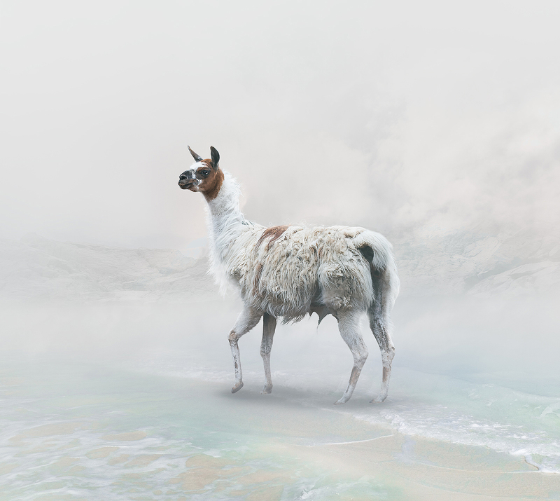 Llama 1.jpg