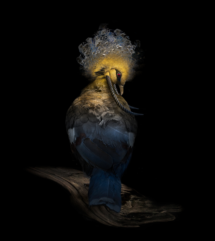 Mutant- V Crowned Pigen.jpg :: Mutant- VCP