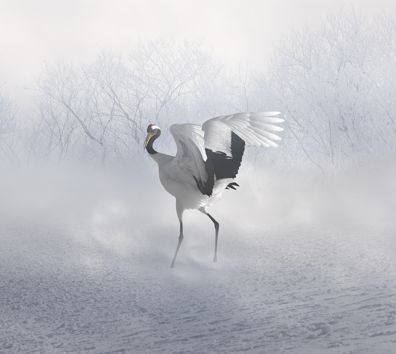 Red Crown Crane.jpg
