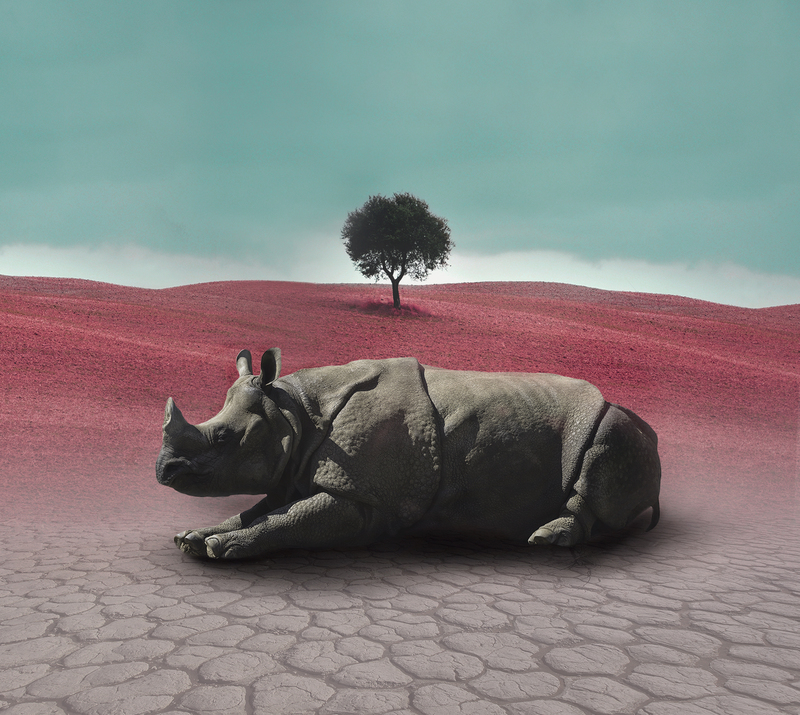 Rhinoceros.jpg :: Rhino