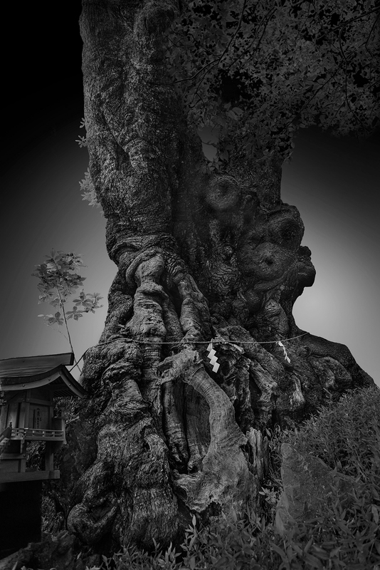 Sacred Tree 3.jpg