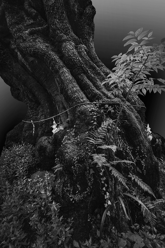 Sacred tree 1.jpg