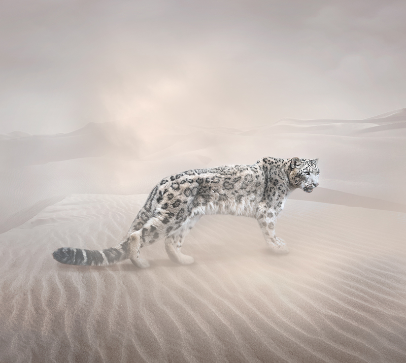Snow Leopard.jpg