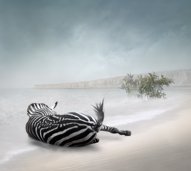 Zebra - Lying.jpg :: Aesthete-Zebra