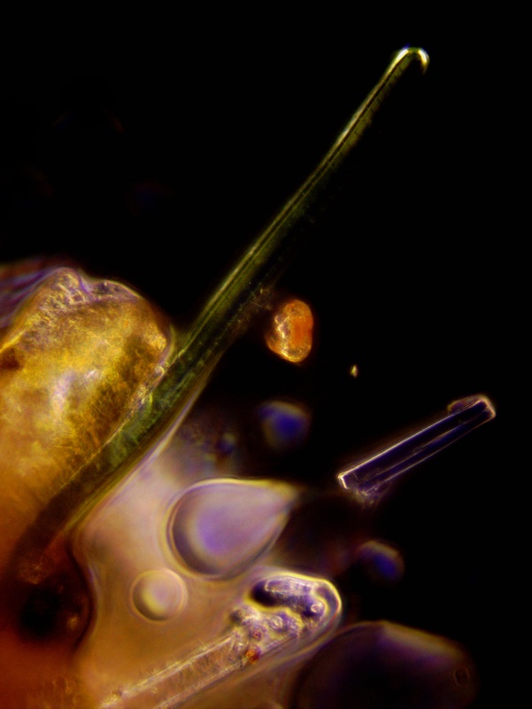 phytoplankton2_1.jpg