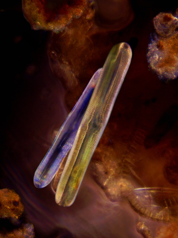 phytoplankton3a.jpg