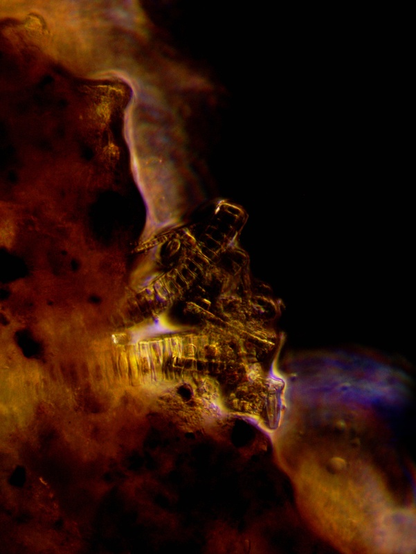 phytoplankton4_1.jpg