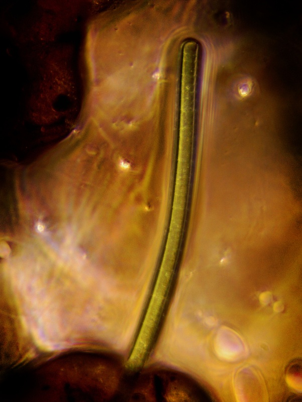 phytoplankton5_1.jpg