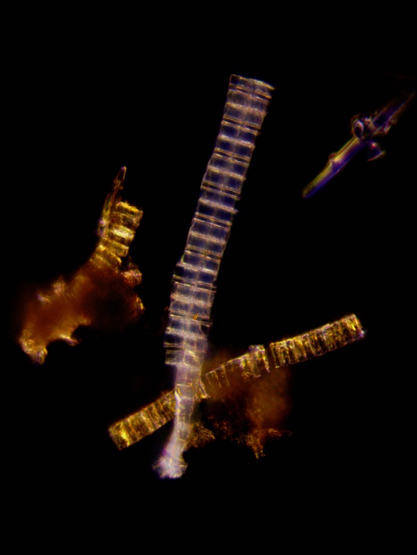 phytoplankton7_1.jpg