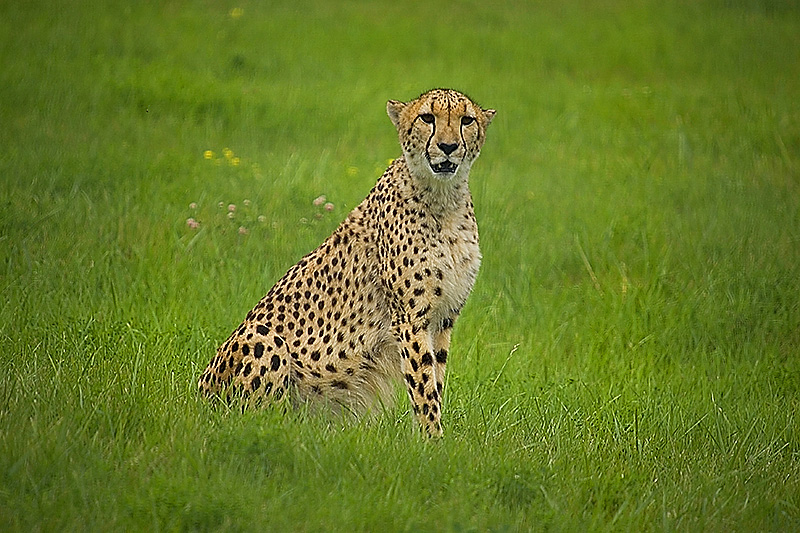 Cheetah.jpg