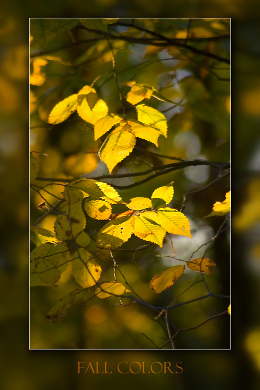 Fall Colors III.jpg