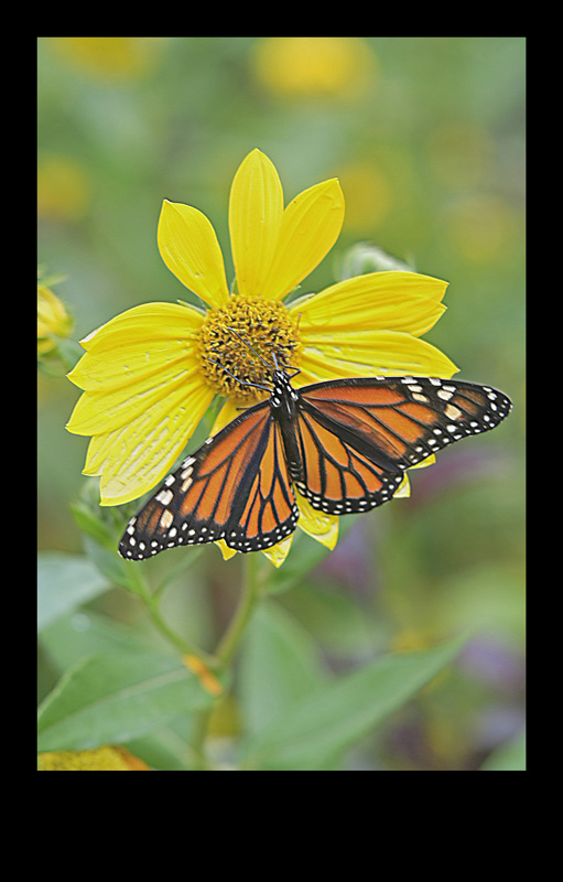 Monarch.jpg