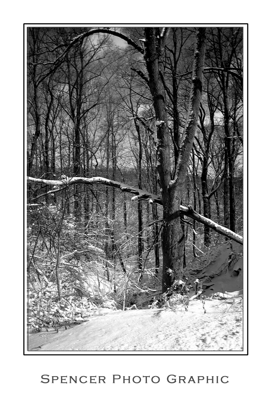 Snow Tree.jpg