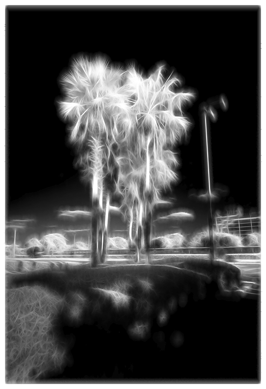 CD Cover Palm Trees IR 2 copy.jpg