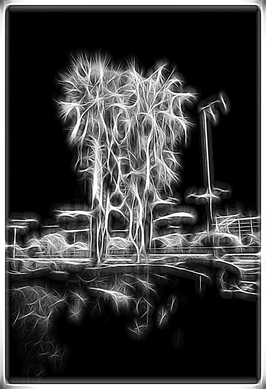 CD Cover Palm Trees IR copy.jpg