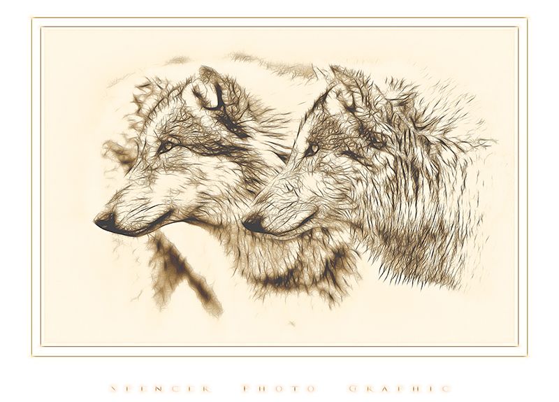 Wolves 5451 copy.jpg