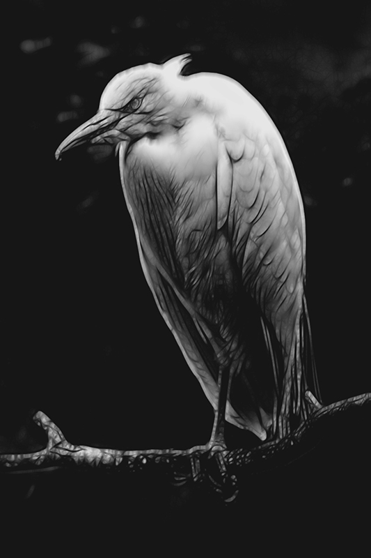 bird bw 2 copy.jpg