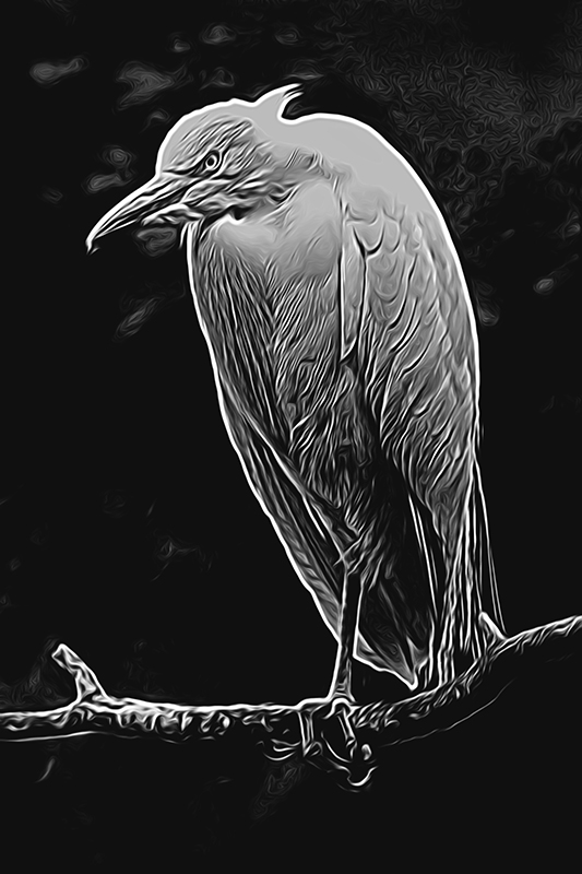bird bw copy.jpg