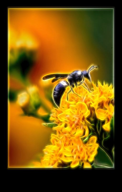 black bee 2 copy.jpg