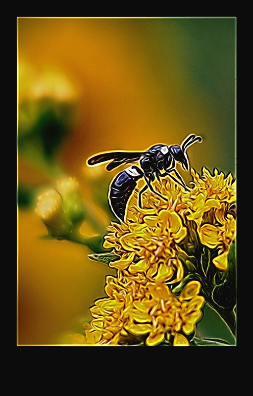 black bee copy.jpg
