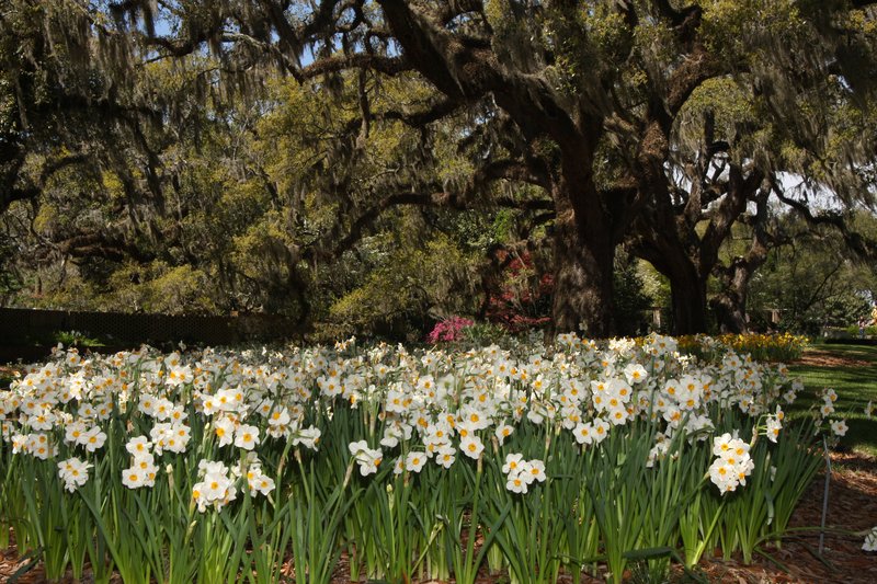 Brookgreen_3638.jpg :: Brookgreen Gardens, Myrtle Beach, SC