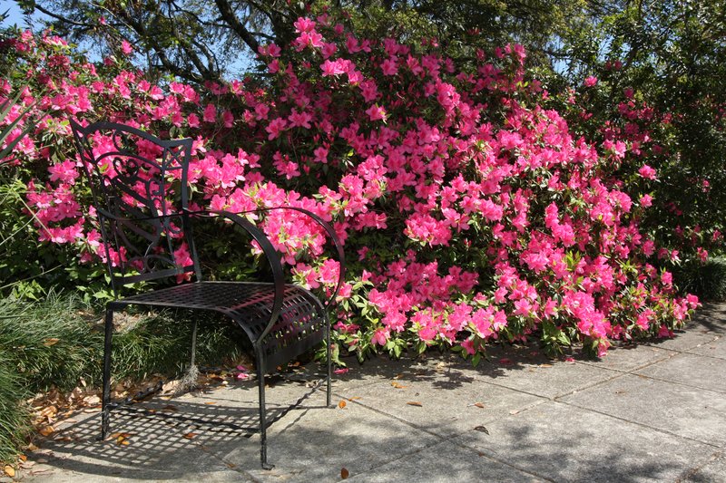 Brookgreen_3643_sm.jpg :: Brookgreen Gardens, Myrtle Beach, SC