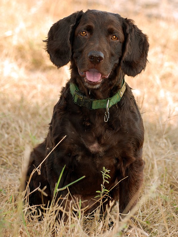 BN 001.jpg :: Boykin Spaniel 
