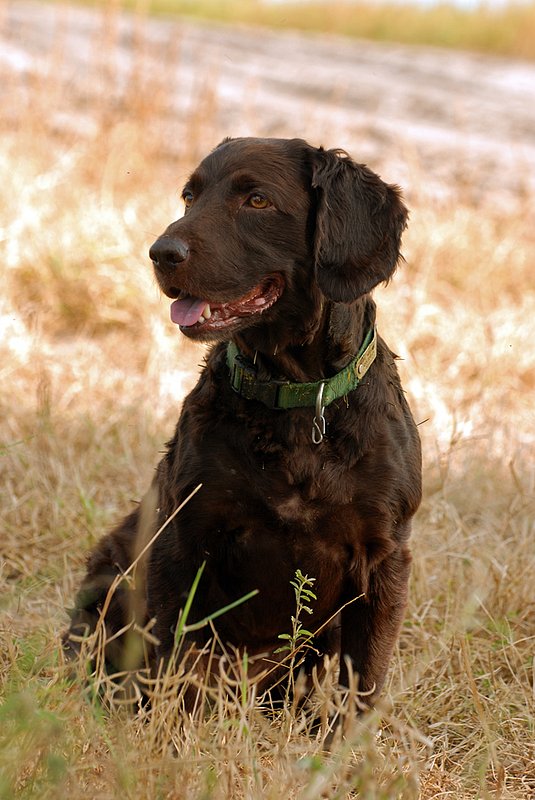BN 002.jpg :: Boykin Spaniel
