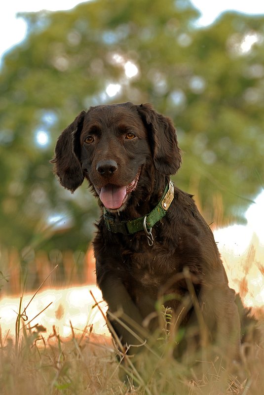 BN 003.jpg :: Boykin Spaniel