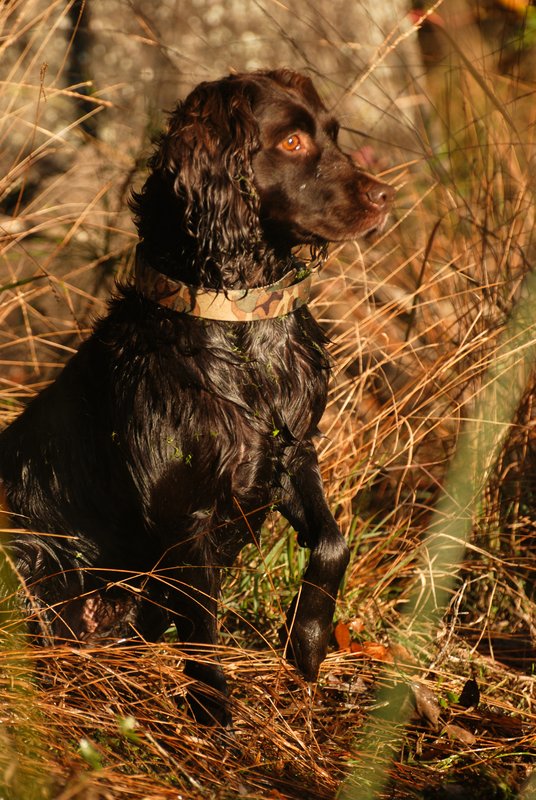 BN 004.jpg :: Boykin Spaniel