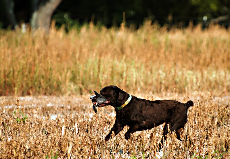BN 006.jpg :: Boykin with dove