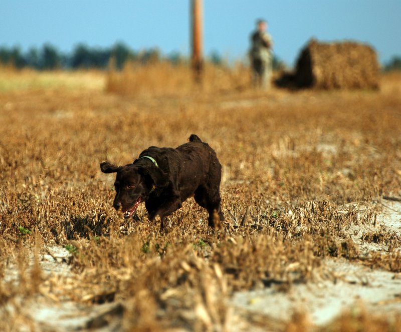 BN 009.jpg :: Boykin Spaniel