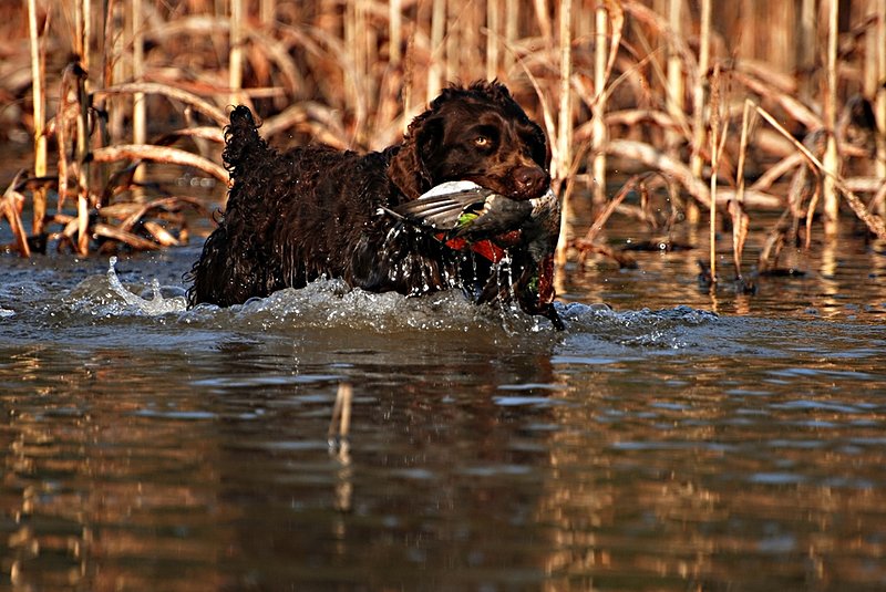 BN 040.jpg :: Boykin with G.W. Teal drake