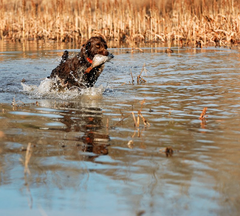BN 045.jpg :: Boykin with G. W. Teal drake
