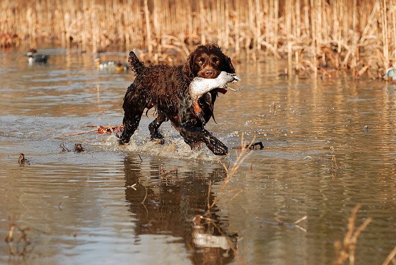 BN 046.jpg :: Boykin with G. W. Teal drake