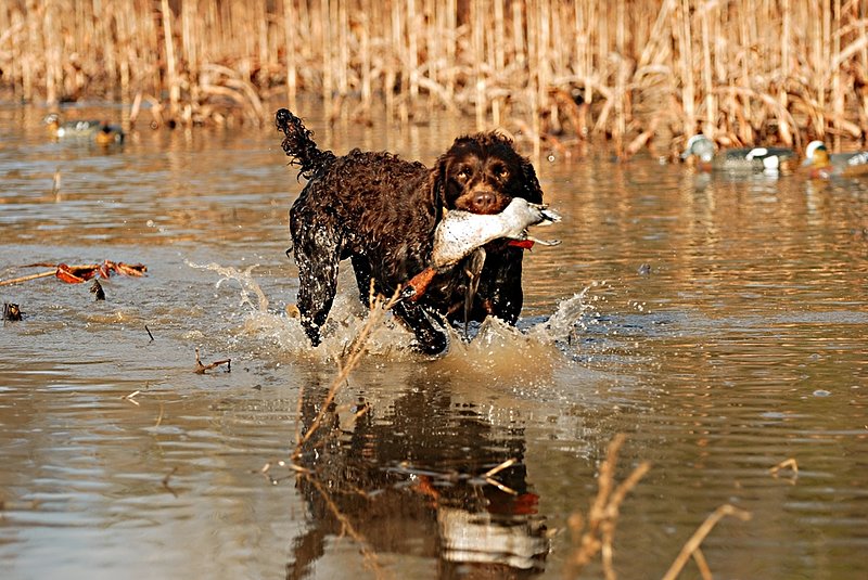 BN 047.jpg :: Boykin with G. W. Teal drake