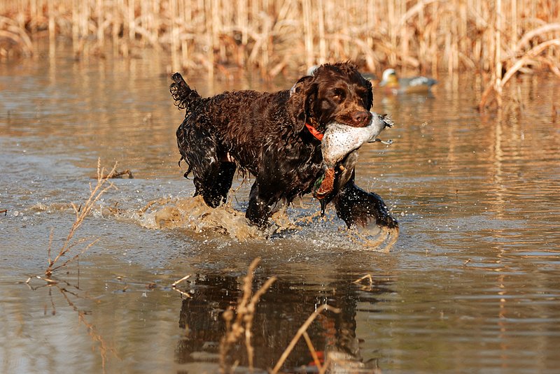 BN 048.jpg :: Boykin with G. W. Teal drake