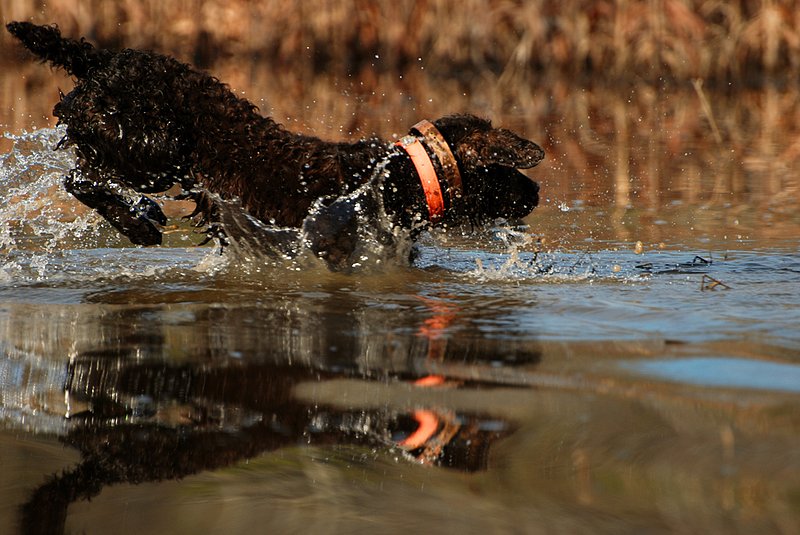 BN 050.jpg :: Boykin Spaniel
