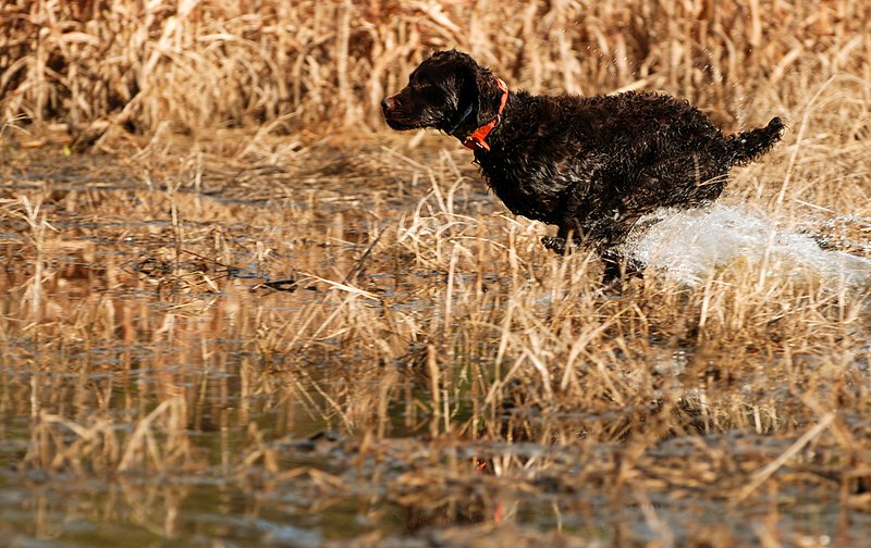 BN 051.jpg :: Boykin Spaniel