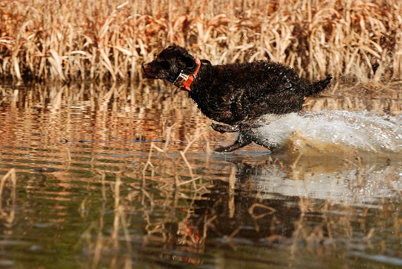 BN 052.jpg :: Boykin Spaniel