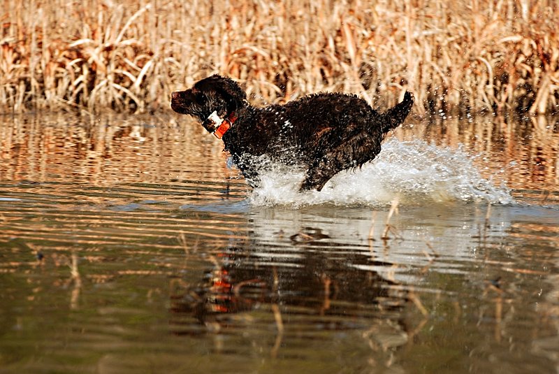 BN 053.jpg :: Boykin Spaniel