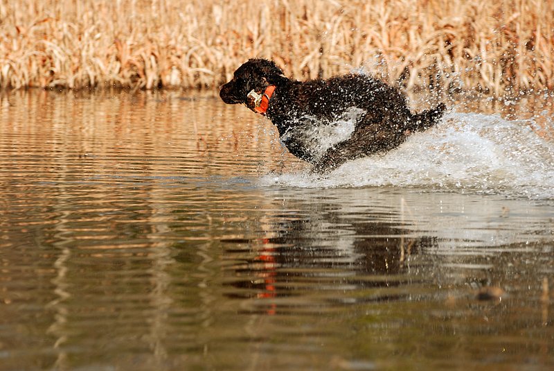 BN 054.jpg :: Boykin Spaniel