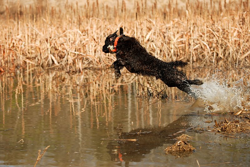 BN 055.jpg :: Boykin Spaniel