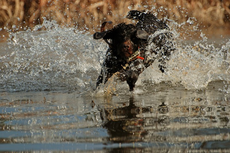 BN 056.jpg :: Boykin Spaniel